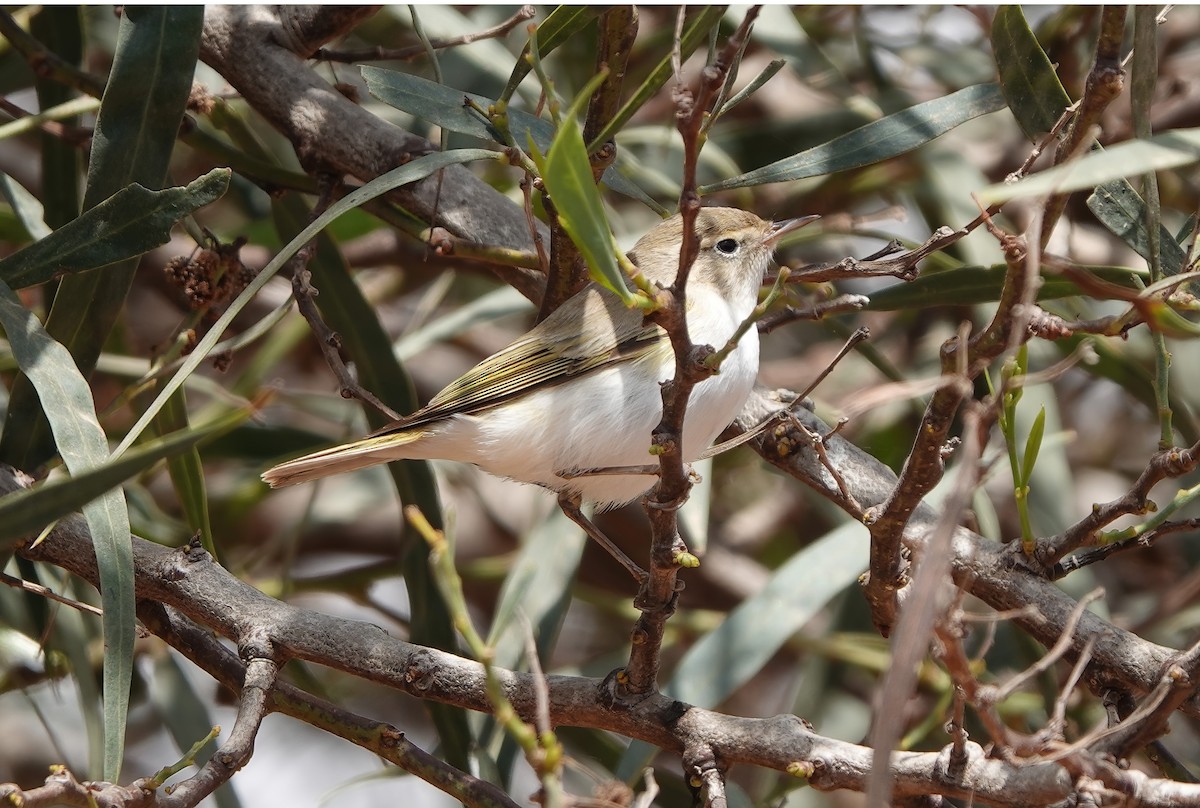 Western Bonelli's Warbler - ML622485916