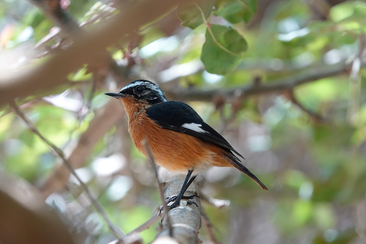 Moussier's Redstart - ML622485989