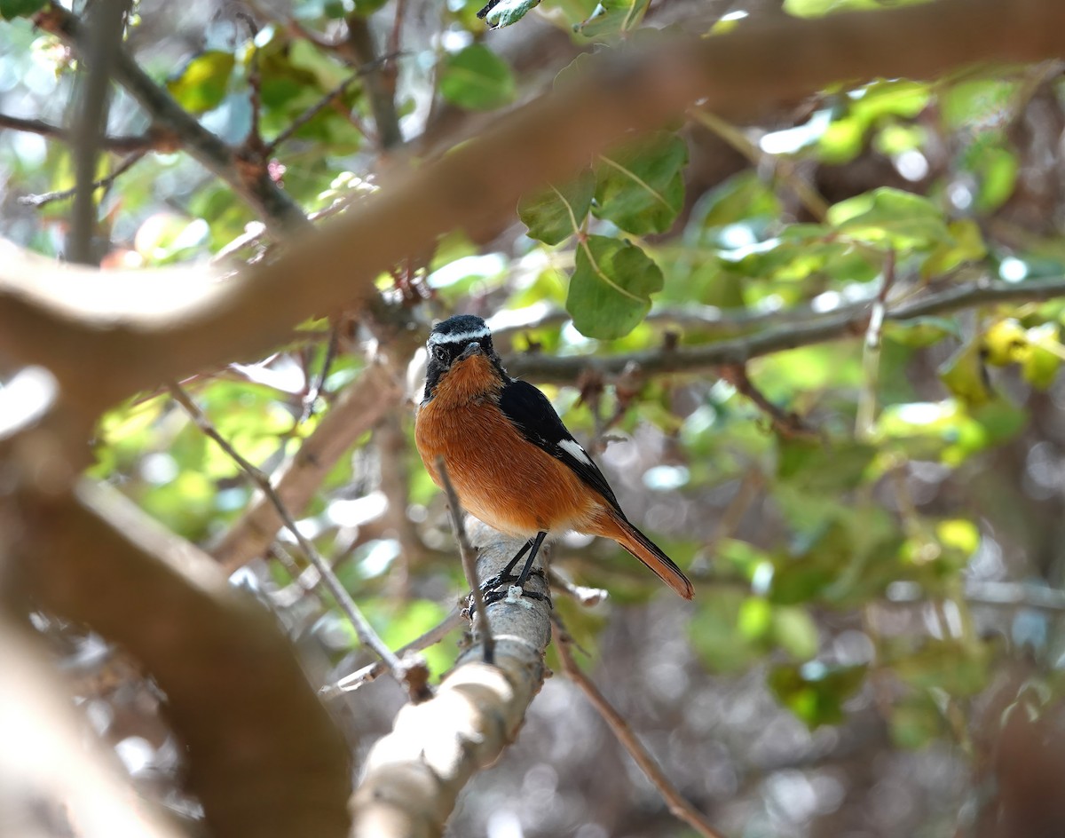 Moussier's Redstart - ML622485990