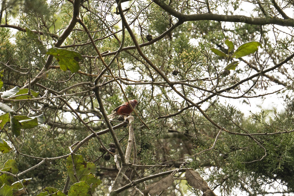 Pink-headed Warbler - ML622486046