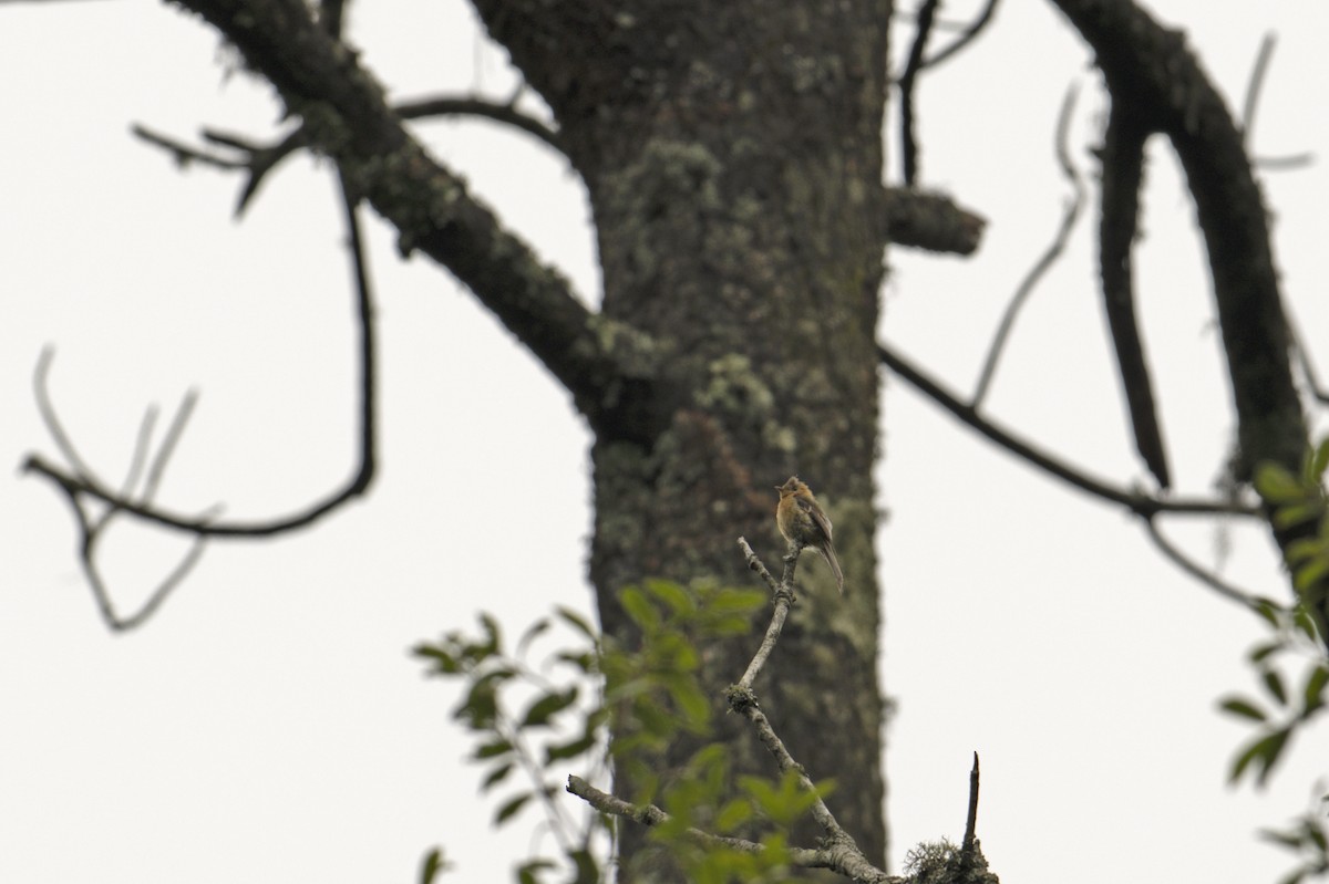 フサボウシハエトリ（phaeocercus／tenuirostris） - ML622486076