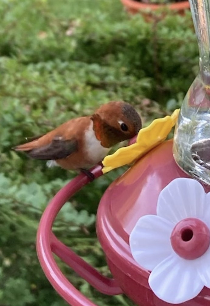 Rufous Hummingbird - ML622486080