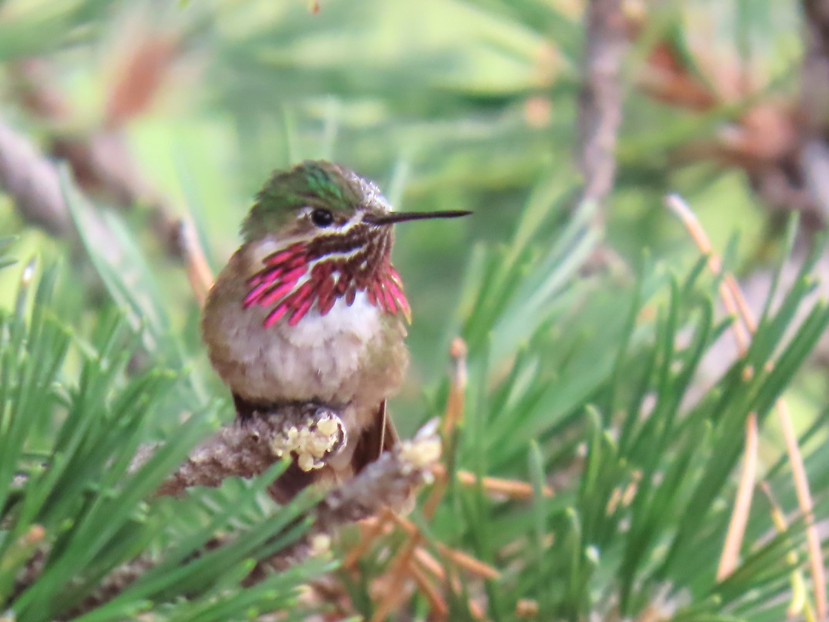 Calliope Hummingbird - ML622486134