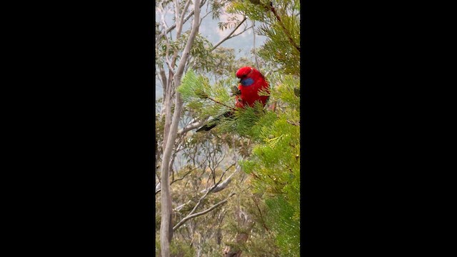 Crimson Rosella (Crimson) - ML622486178