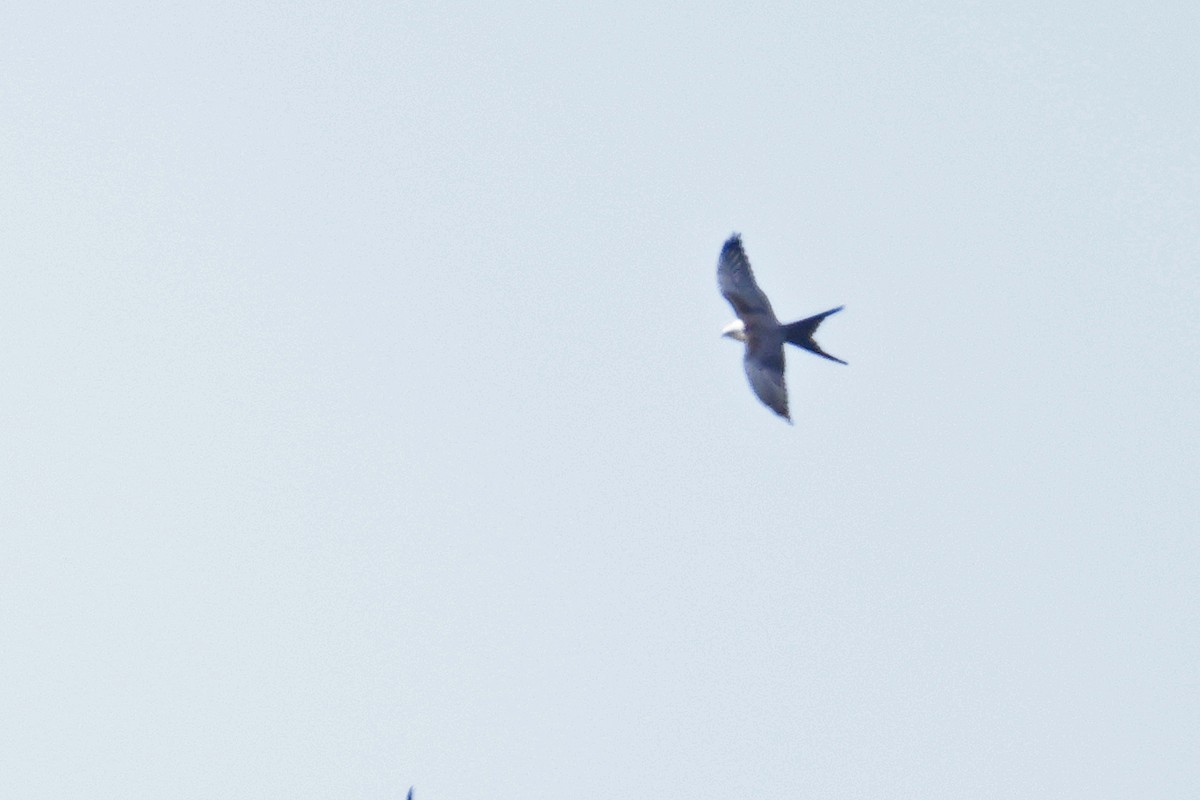 Swallow-tailed Kite - ML622486189