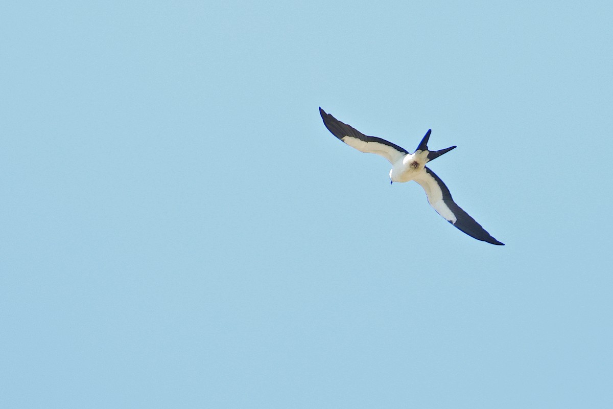 Swallow-tailed Kite - ML622486192