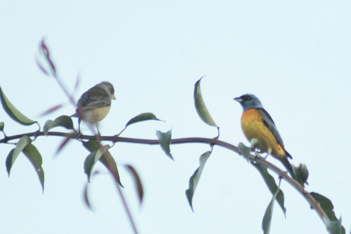 Blue-and-yellow Tanager (Blue-and-yellow) - ML622486241