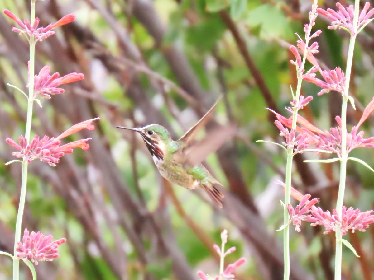 Calliope Hummingbird - ML622486253