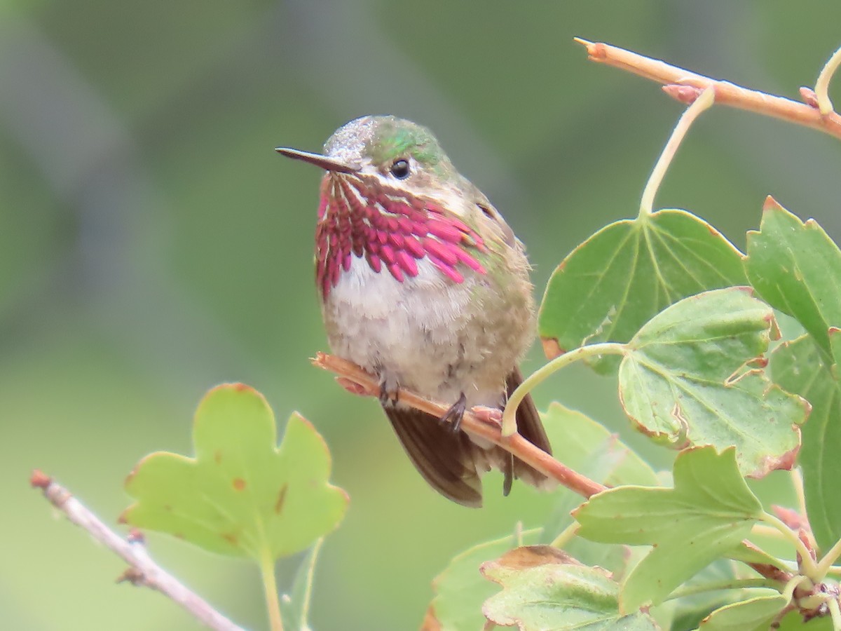 Calliope Hummingbird - ML622486260