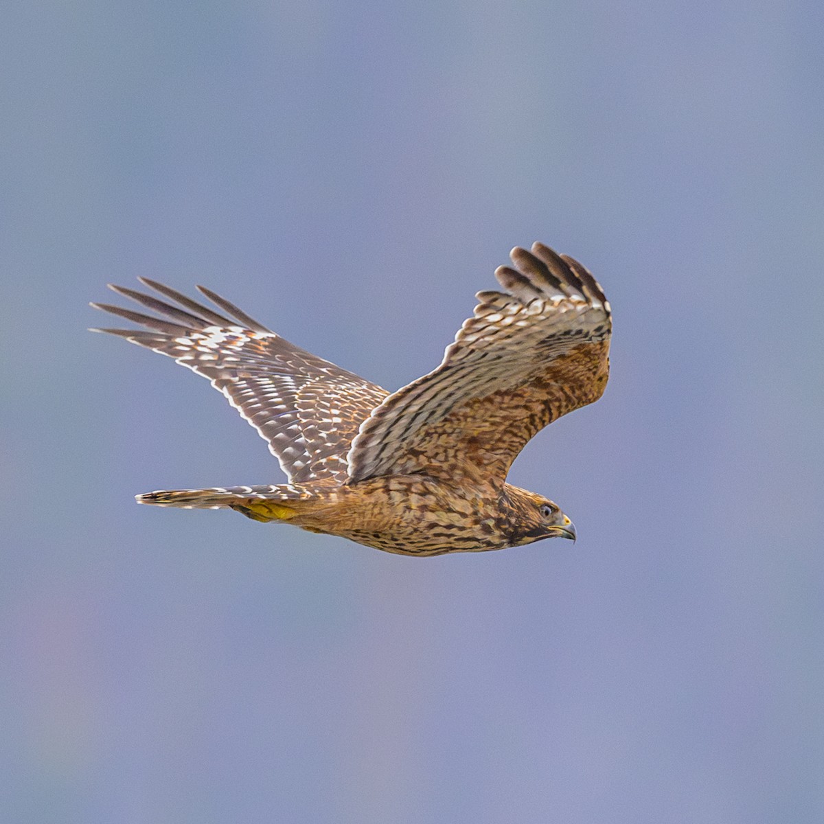 Red-shouldered Hawk - ML622486282