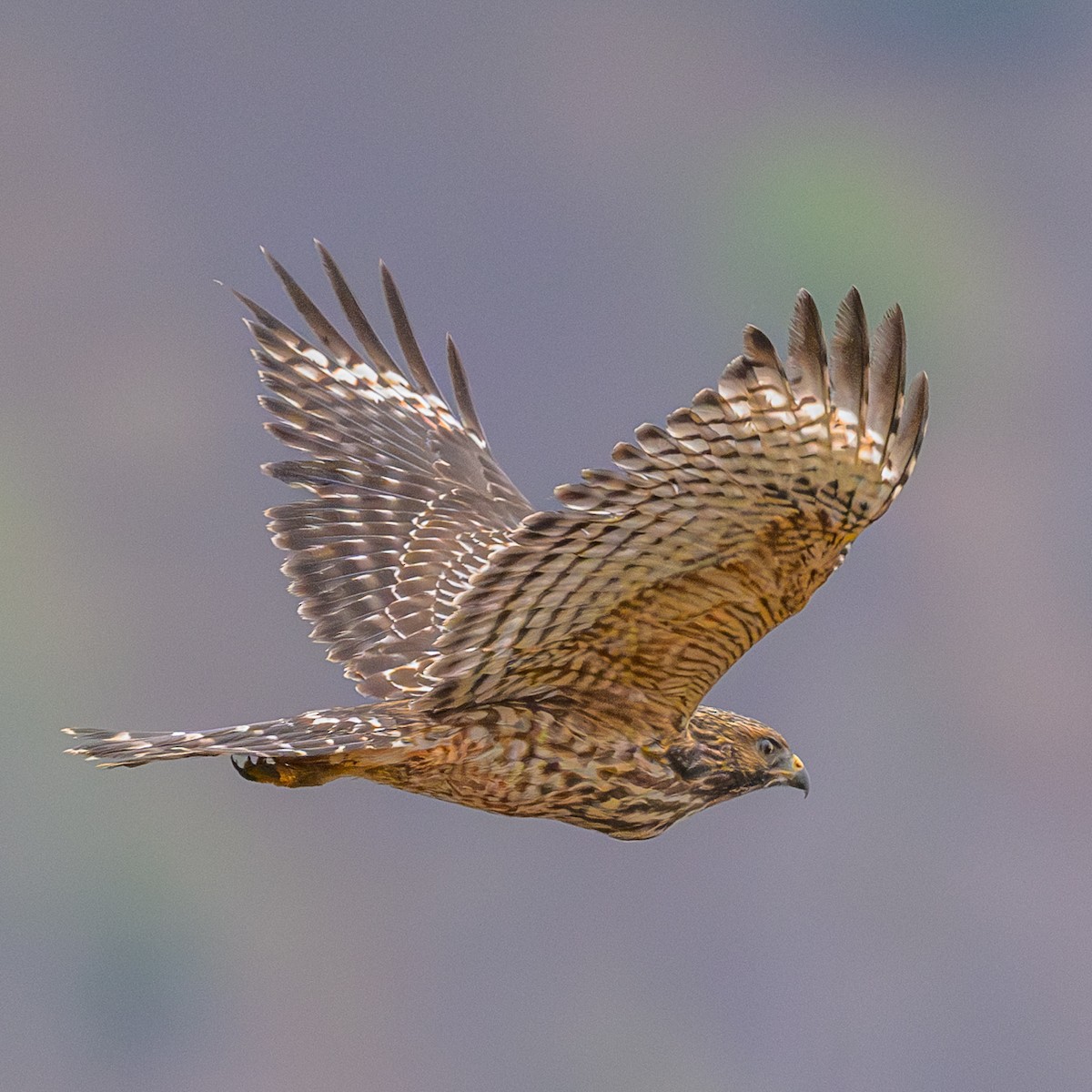 Red-shouldered Hawk - ML622486284