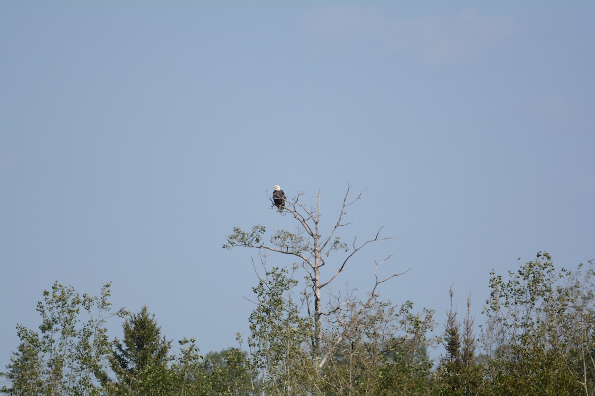 Bald Eagle - ML622486317