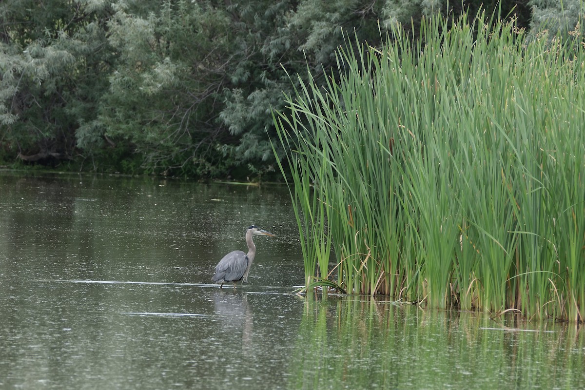 Great Blue Heron - ML622486372