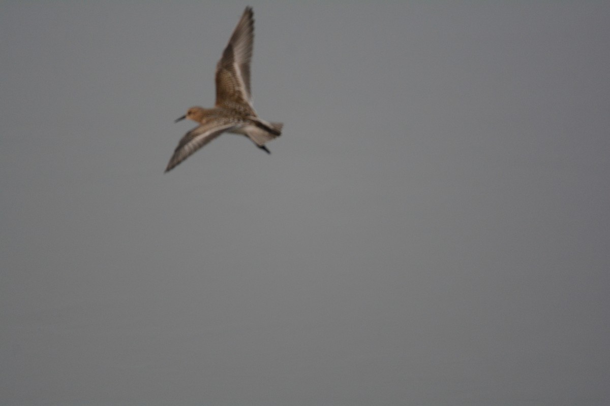 Baird's Sandpiper - ML622486376