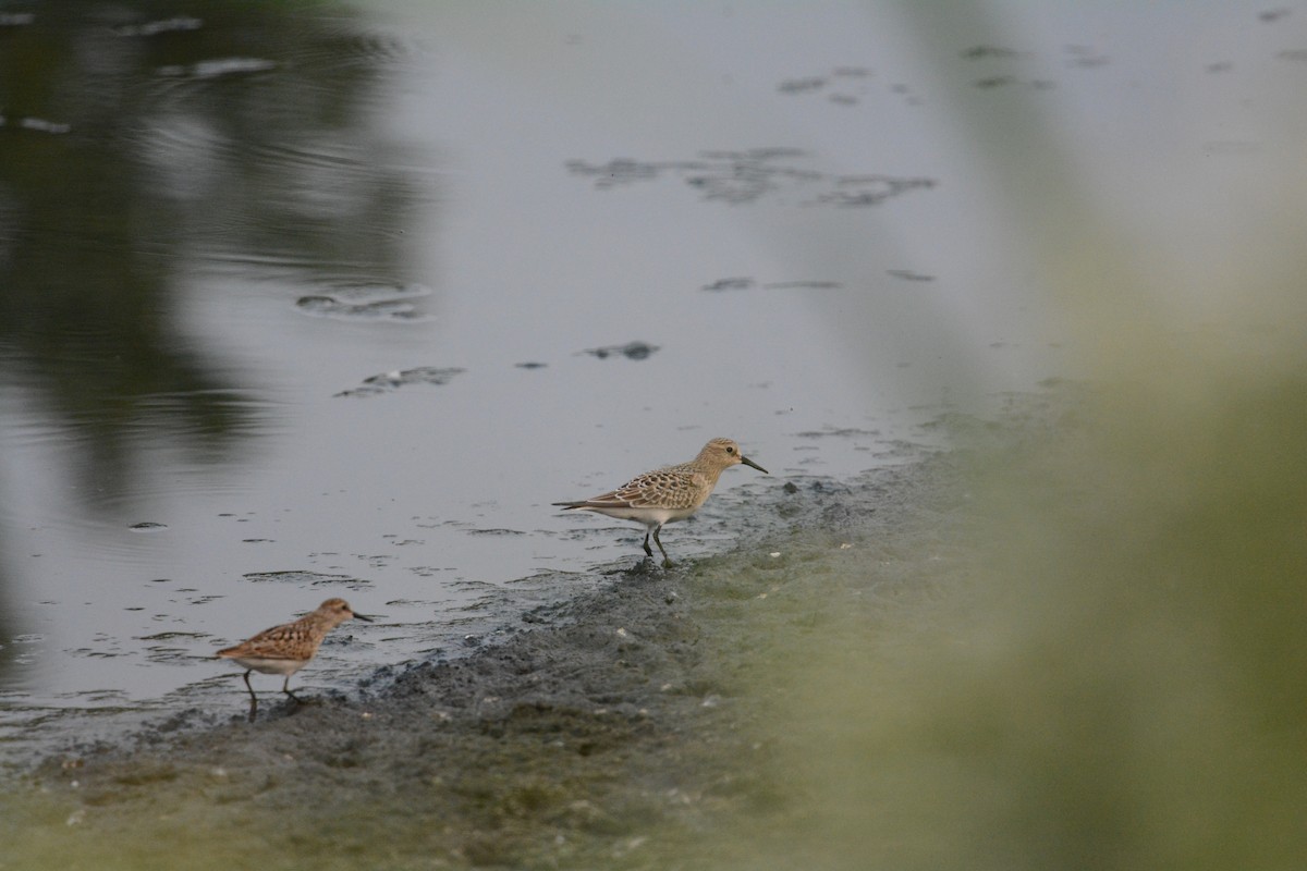 Baird's Sandpiper - ML622486377