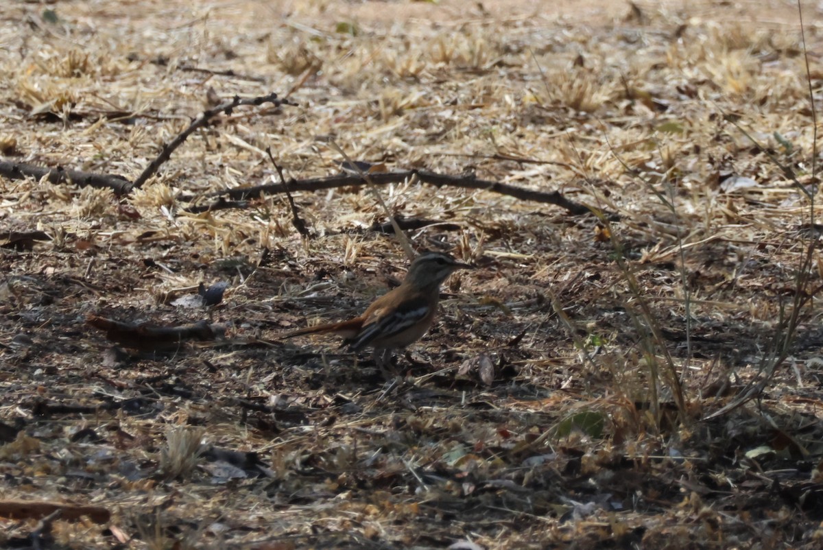 Red-backed Scrub-Robin (Red-backed) - Pete Fenner