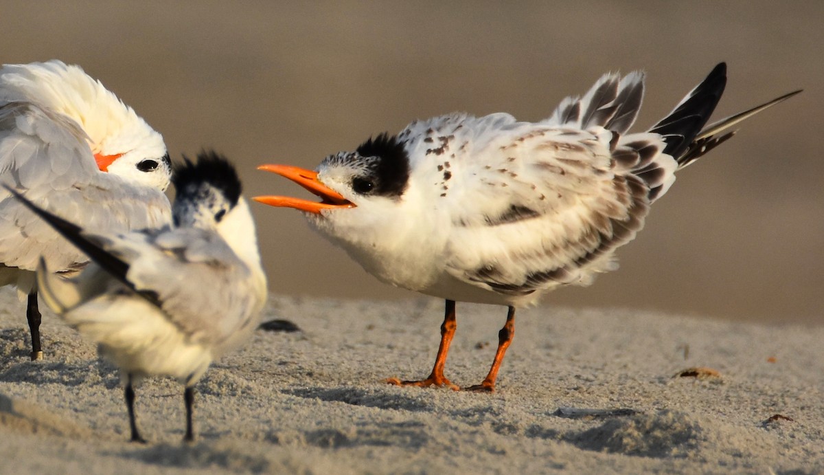 Royal Tern - ML622486453