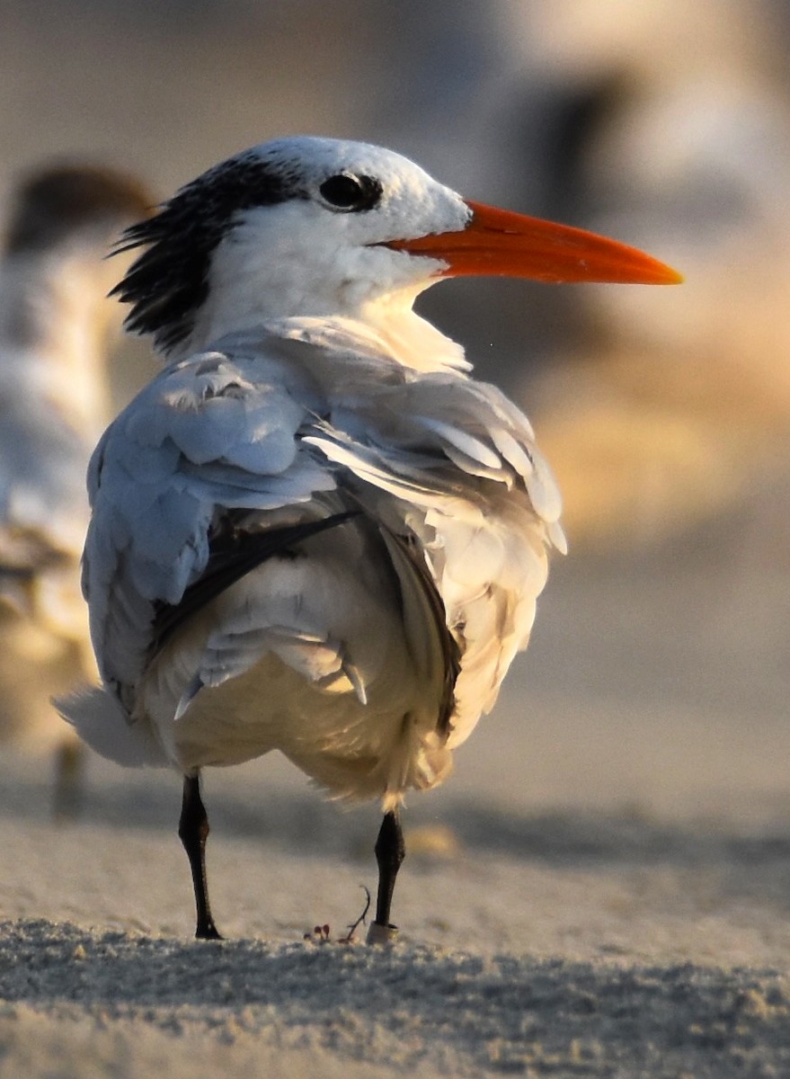 Royal Tern - ML622486459