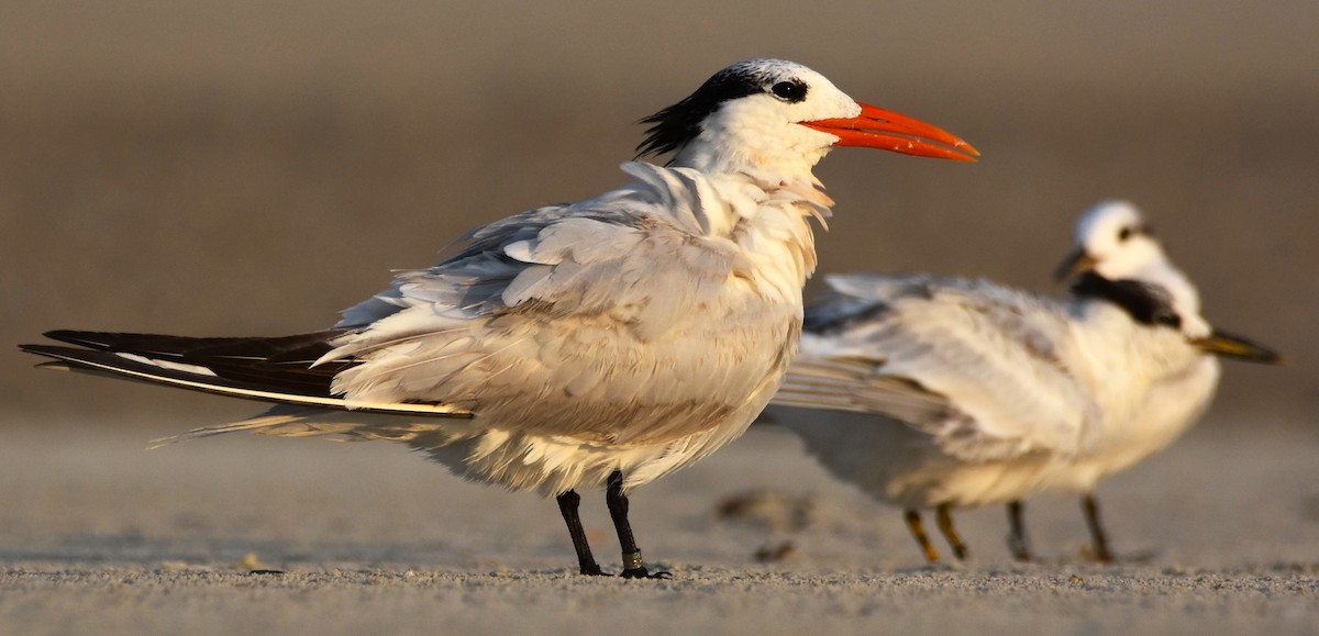 Royal Tern - ML622486469