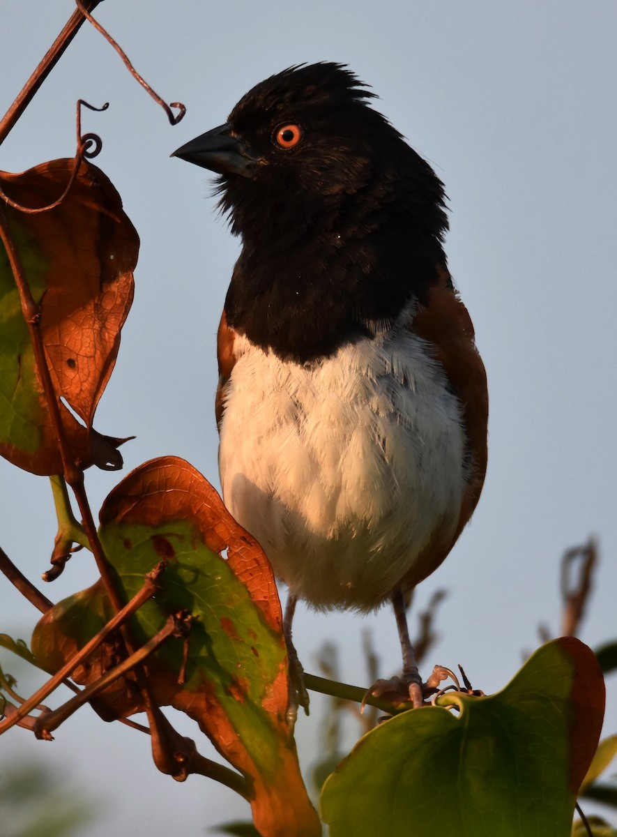 Eastern Towhee - ML622486478