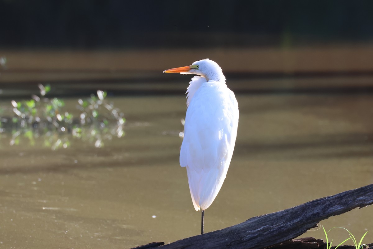 Great Egret - Stan Chapman