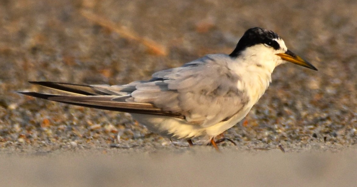 Least Tern - ML622486571