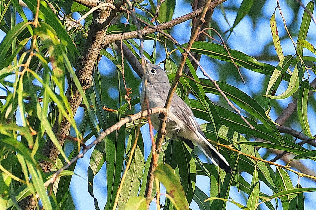 Blue-gray Gnatcatcher - ML622486646