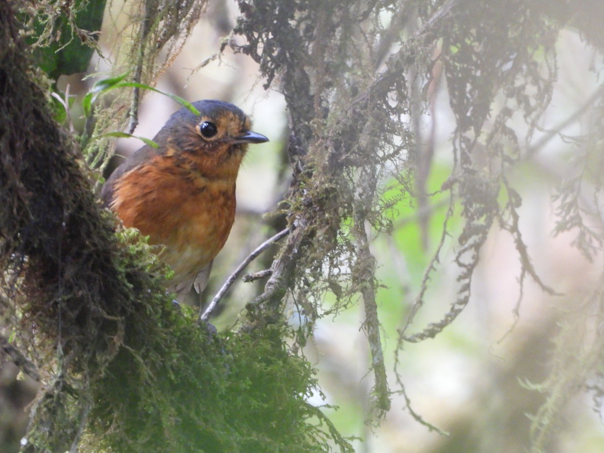 Slate-crowned Antpitta - ML622486654