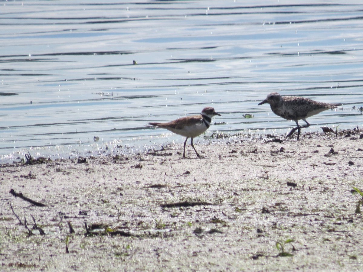 Black-bellied Plover - Ethan Maynard