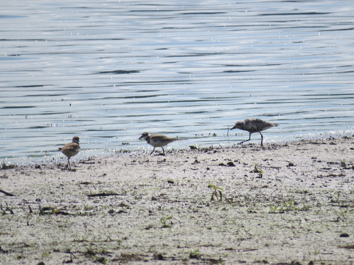 Black-bellied Plover - Ethan Maynard