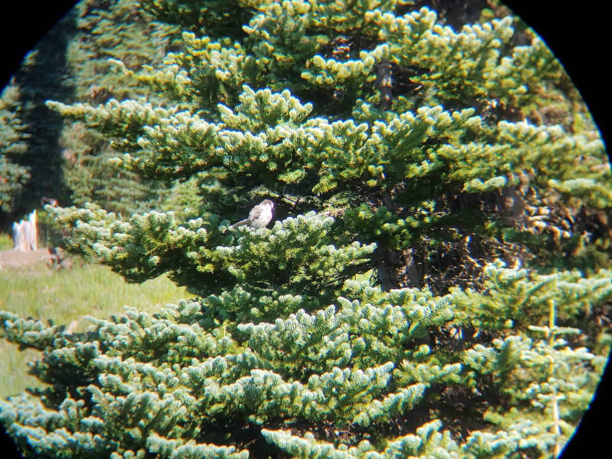 Canada Jay - ML622486732