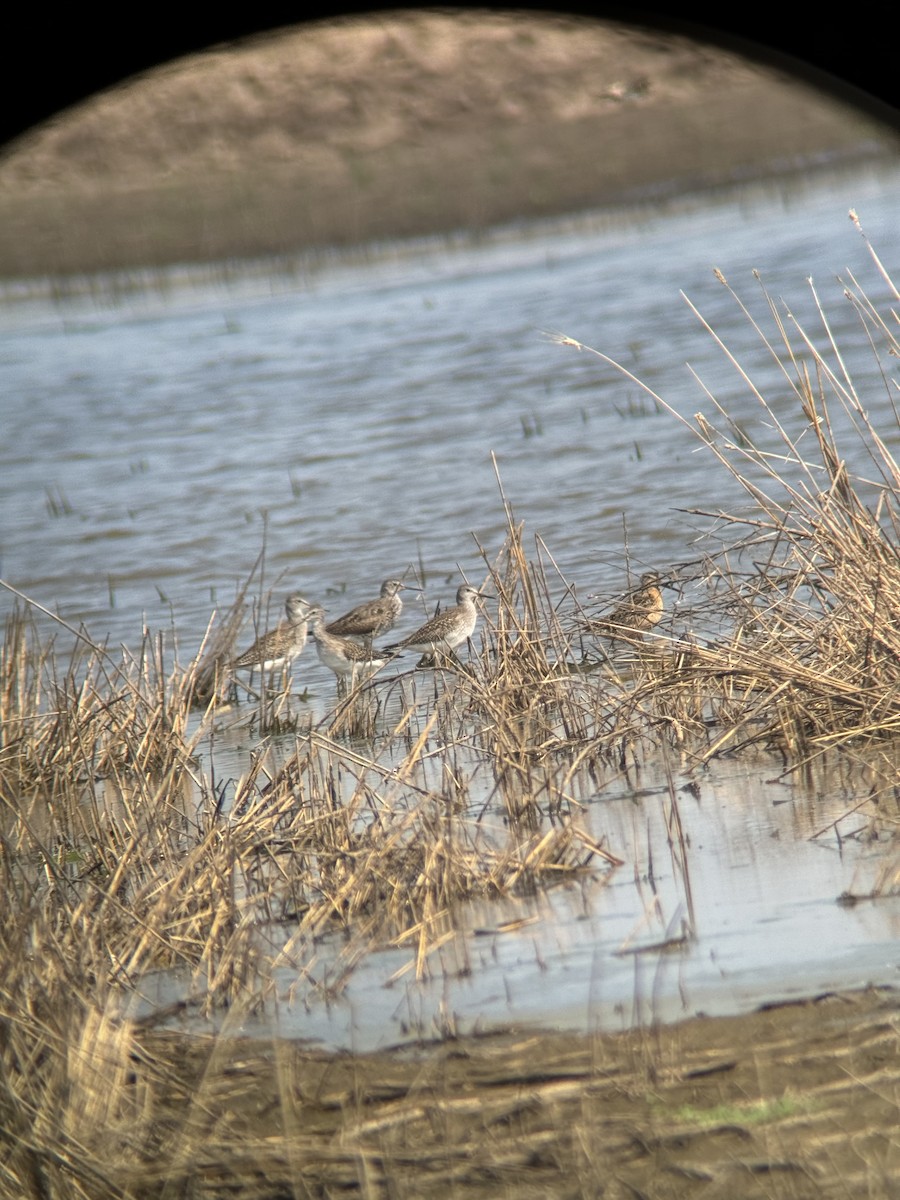 Хараалжин цууцил - ML622486748