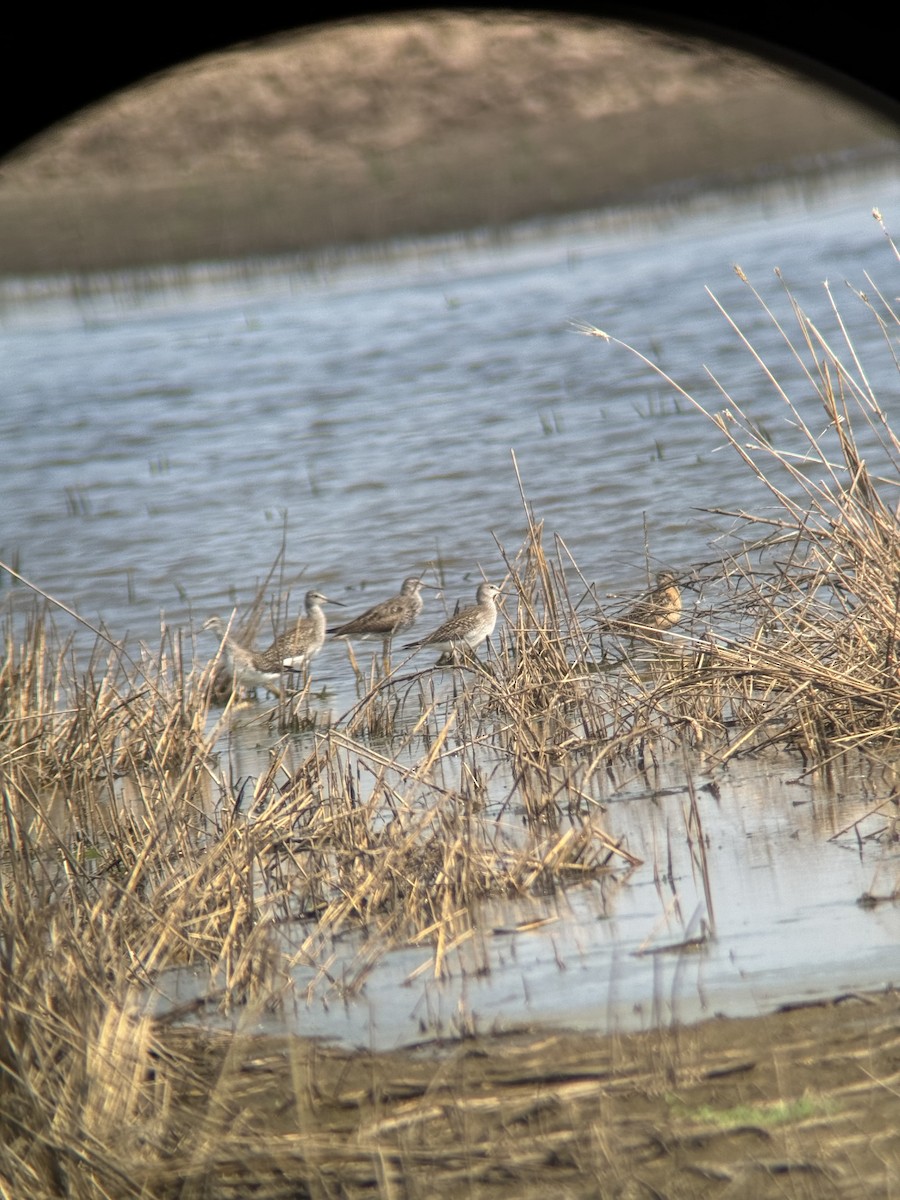 Хараалжин цууцил - ML622486749