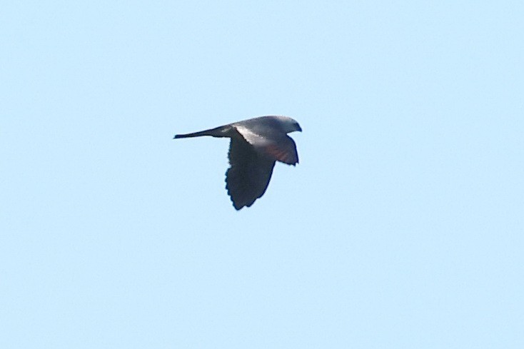 Mississippi Kite - ML622486766