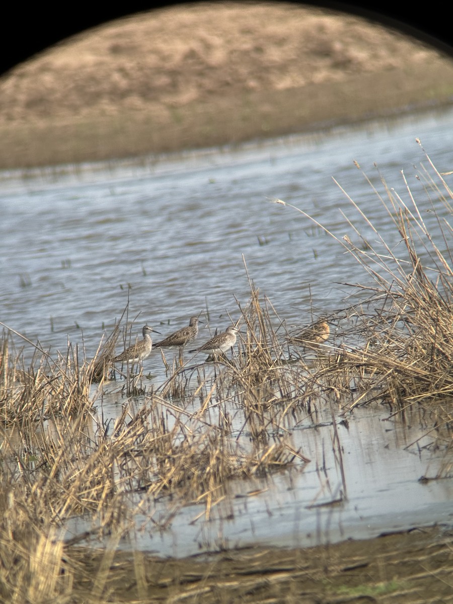 Lesser Yellowlegs - ML622486773