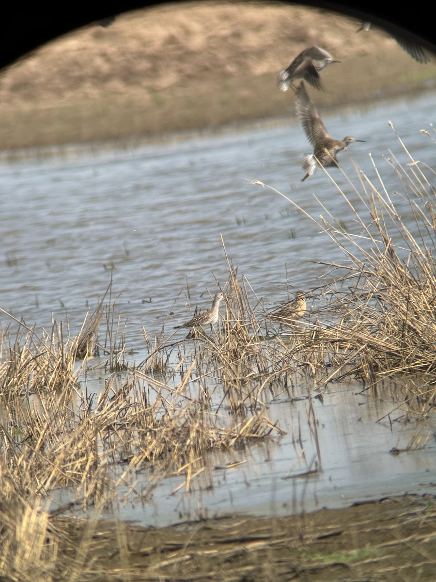 Lesser Yellowlegs - ML622486774