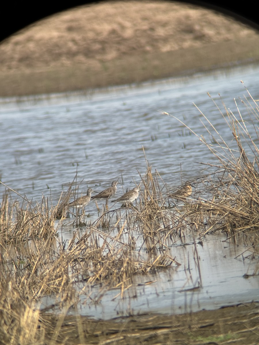 Lesser Yellowlegs - ML622486775