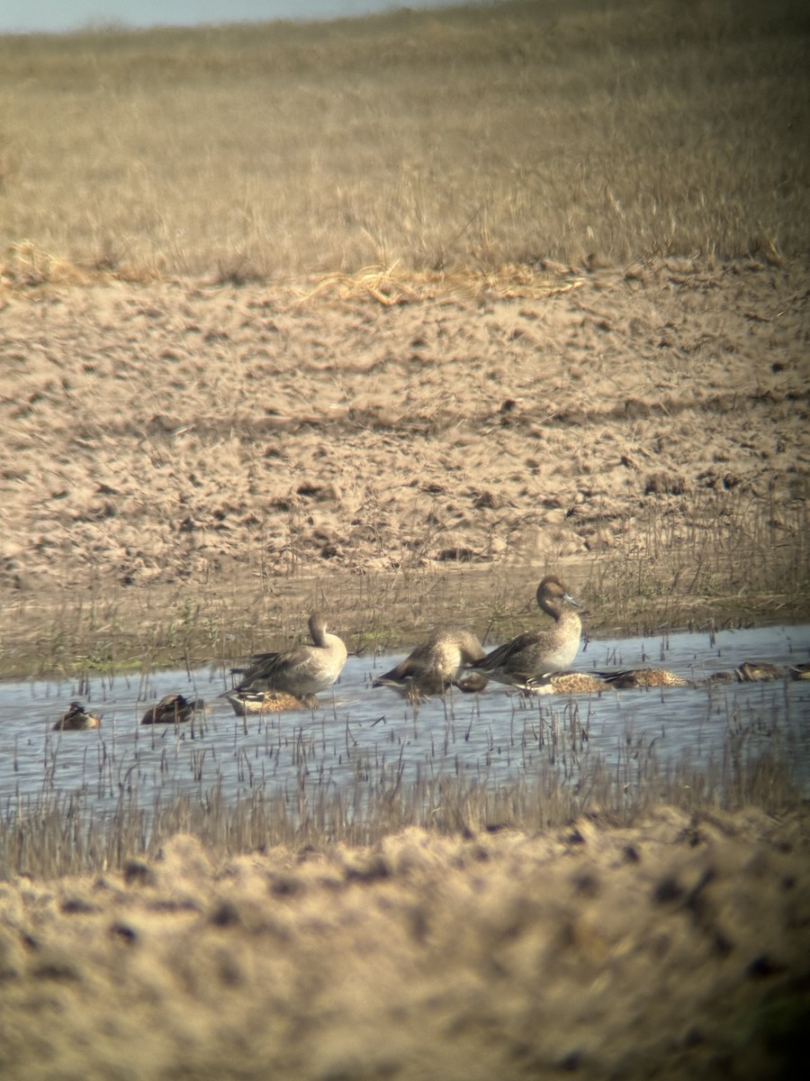 Шовтгор алаг нугас - ML622486818