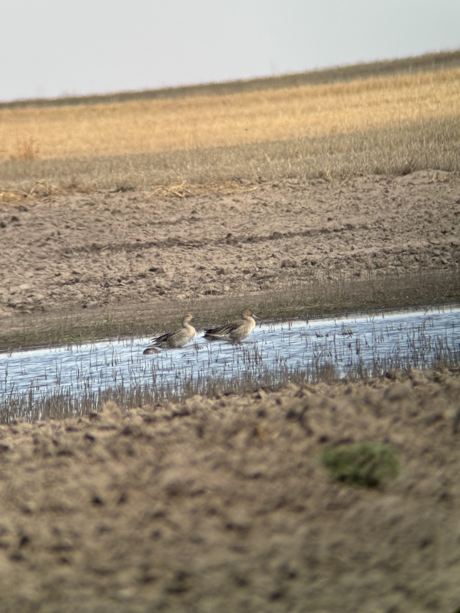 Шовтгор алаг нугас - ML622486819