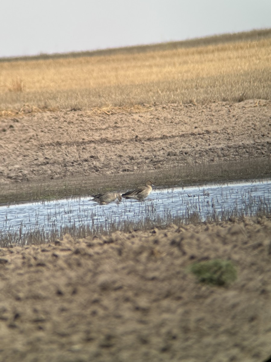 Шовтгор алаг нугас - ML622486820