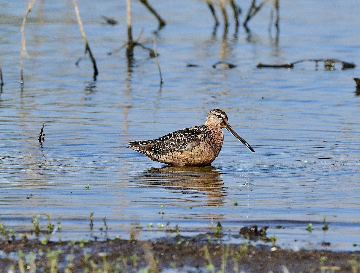 Agujeta Escolopácea - ML622486863