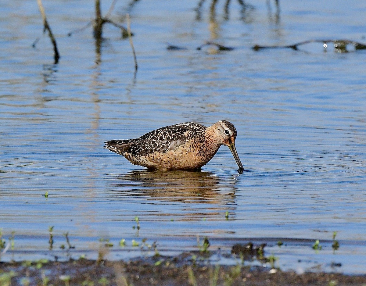 Long-billed Dowitcher - Norman Eshoo