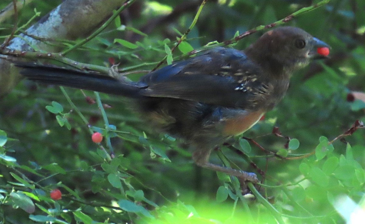 Spotted Towhee - ML622486872