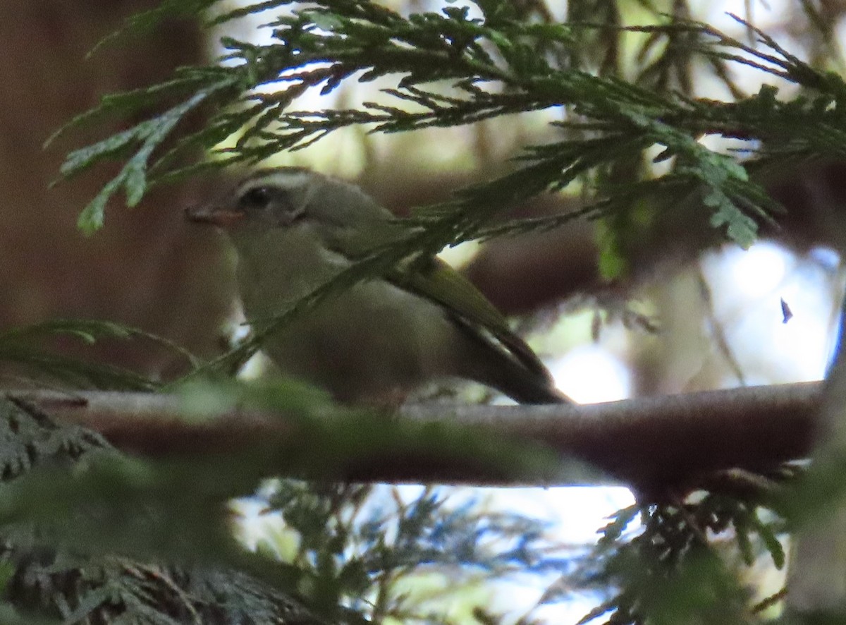 Golden-crowned Kinglet - ML622486910