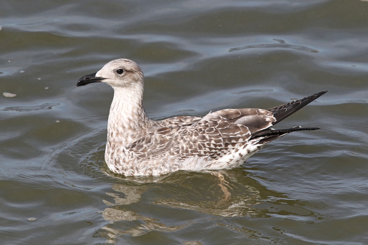 Yellow-legged Gull - ML622487021