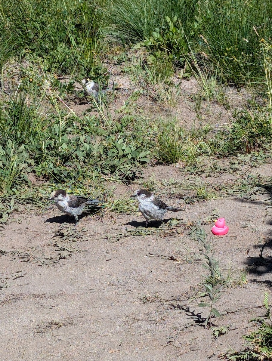 Canada Jay - ML622487053