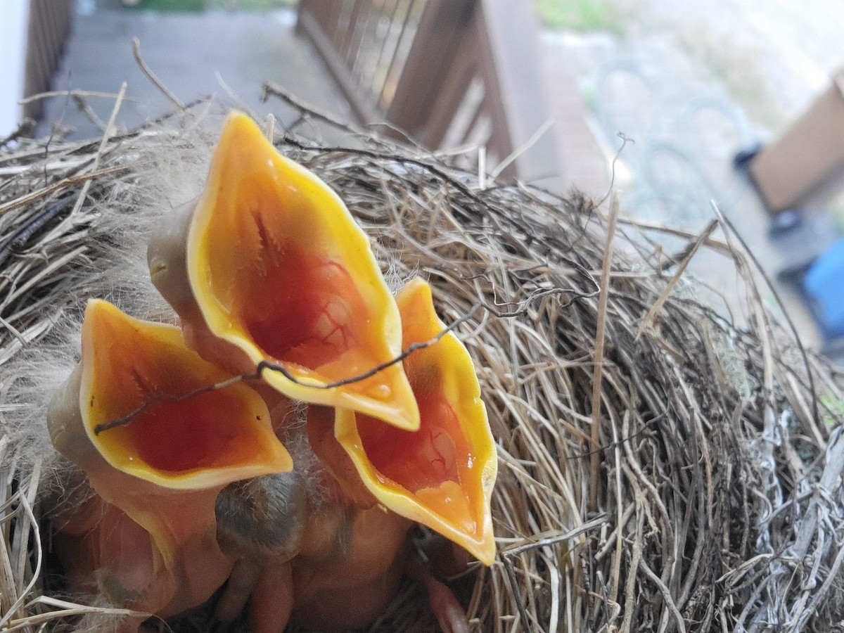 American Robin - ML622487068