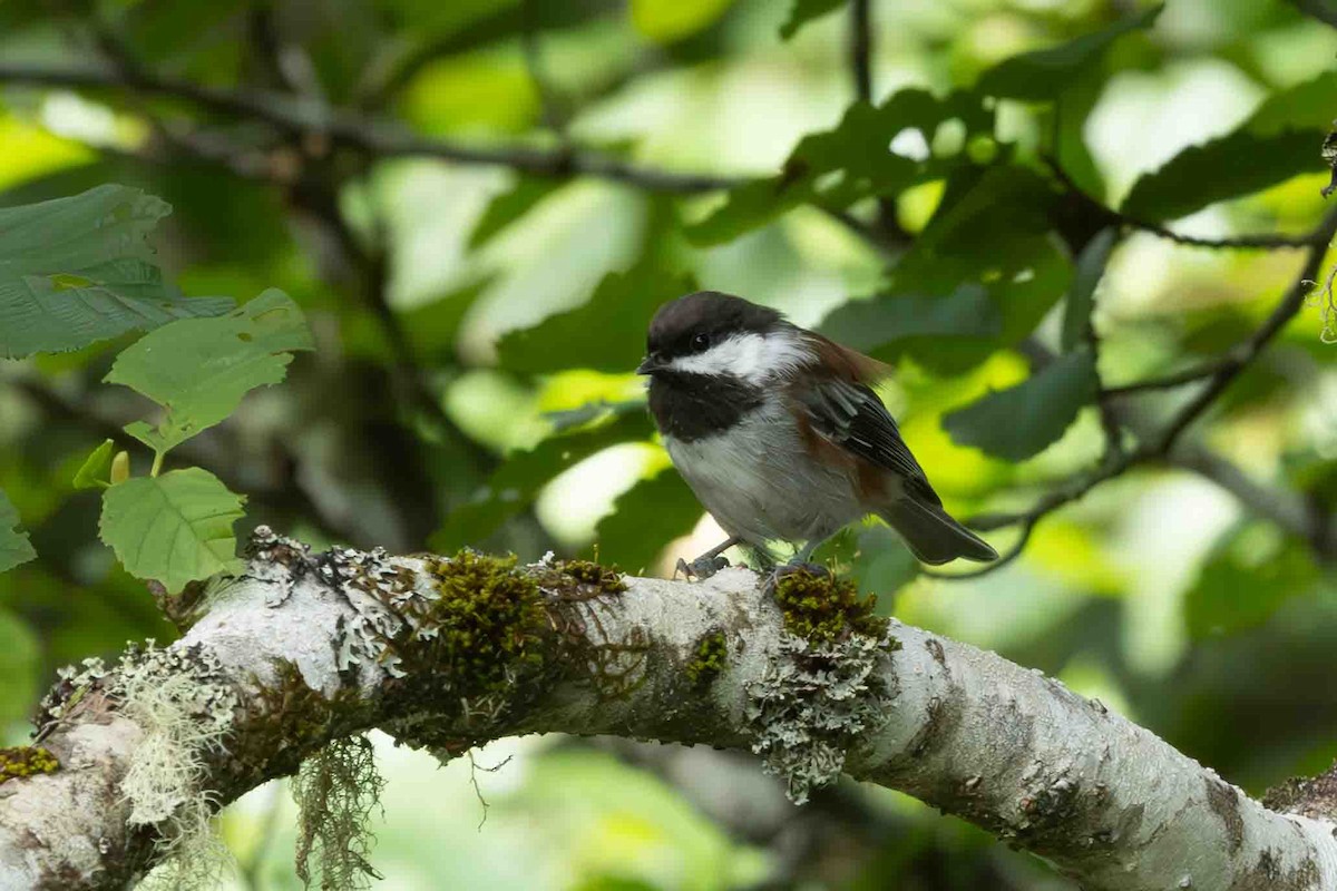 Chestnut-backed Chickadee - ML622487078