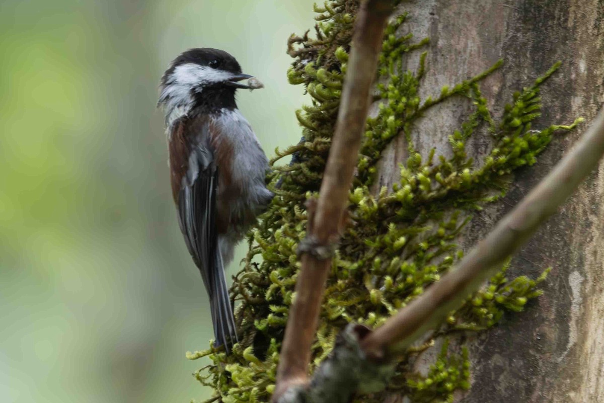 Chestnut-backed Chickadee - ML622487082