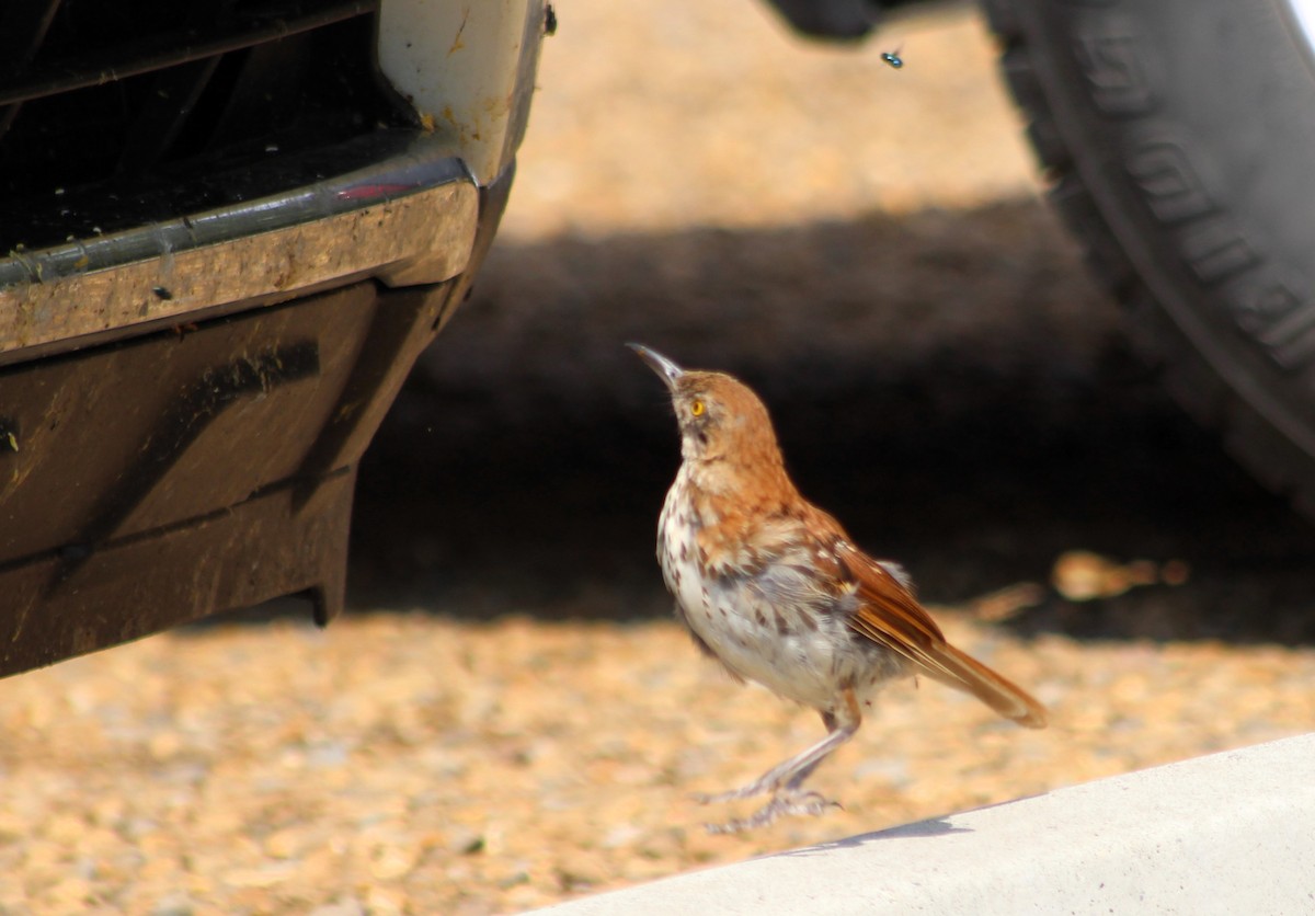 Brown Thrasher - ML622487099